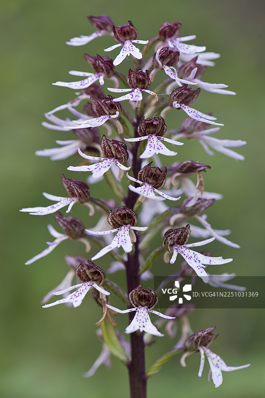 北方沼泽兰 (Orchis purpurea)，德国图林根州图片素材