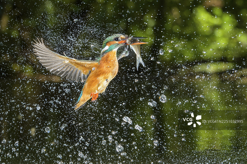 捕获到鱼的普通翠鸟（Alcedo atthis），正在捕猎，荷兰图片素材