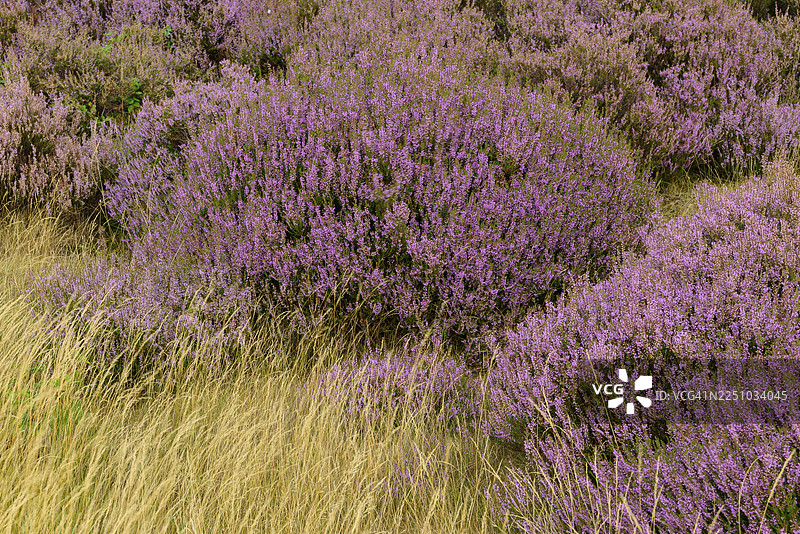 荷兰，胡恩洛，霍赫费吕沃国家公园内的石楠花（Calluna vulgaris），沙丘景观图片素材