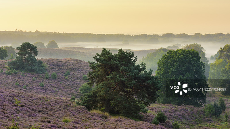 雾气笼罩山谷中的盛开石楠林，树木，石楠景观，韦吕沃宗国家公园，阿纳姆，荷兰图片素材