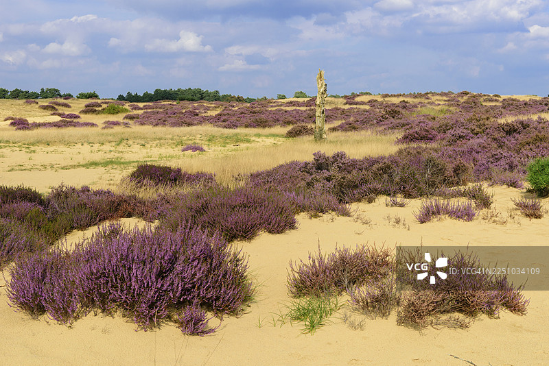 荷兰霍赫费吕沃国家公园沙地上松树和欧石楠（Calluna vulgaris）的开花景象，沙丘景观，亨德洛图片素材