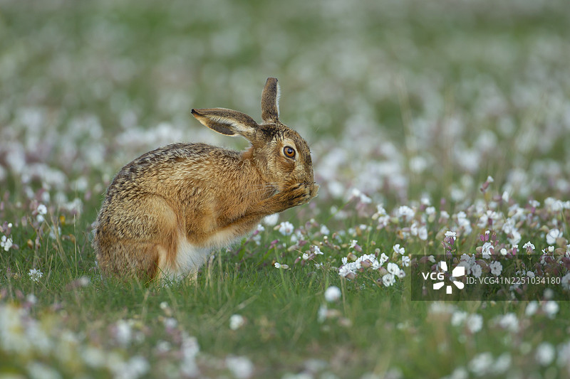 成年欧洲野兔（Lepus europaeus）在英格兰萨福克郡的夏季花草甸中洗脸图片素材