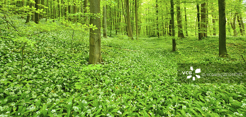 全景，春季未受破坏的天然山毛榉森林，鲜绿的叶子，开花的野蒜覆盖地面，联合国教科文组织世界自然遗产“喀尔巴阡原始山毛榉森林和德国古老山毛榉森林”，海尼希国家公园，图林根州图片素材