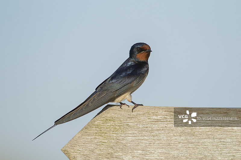 一只成年的家燕（Hirundo rustica）栖息在英国萨福克郡的木质指示牌上图片素材