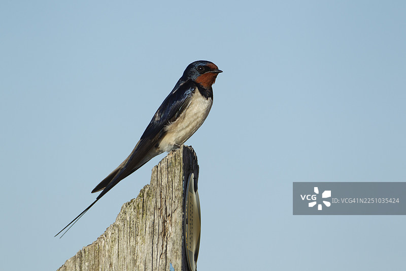 成年燕子（Hirundo rustica）栖息在英国萨福克郡的木质指示牌上图片素材
