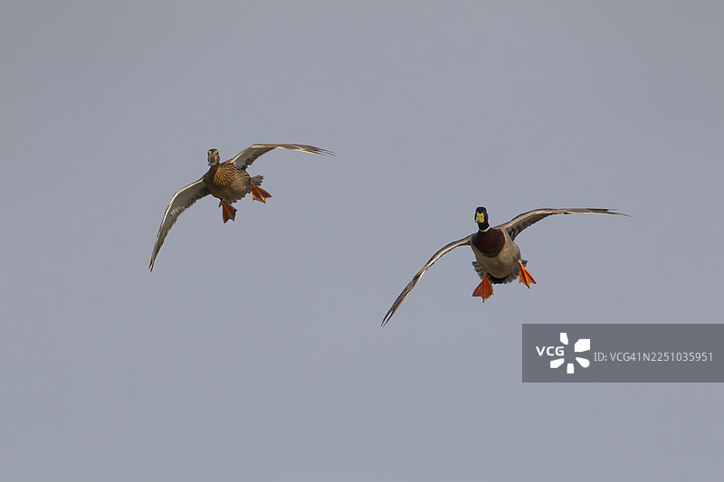 雄性和雌性成年绿头鸭（Anas platyrhynchos）在英国诺福克飞行图片素材