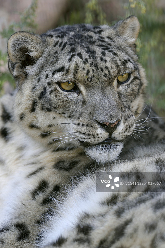 雪豹（豹属）肖像，圈养，德国自然保护协会接待站，吉尔吉斯斯坦阿纳涅沃附近图片素材