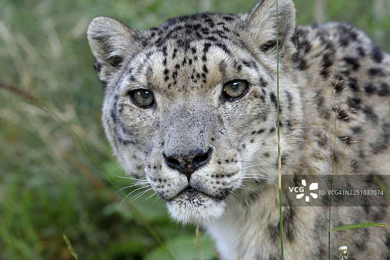 雪豹（豹属），动物肖像，圈养，德国自然保护协会接待站，吉尔吉斯斯坦阿纳涅沃附近图片素材