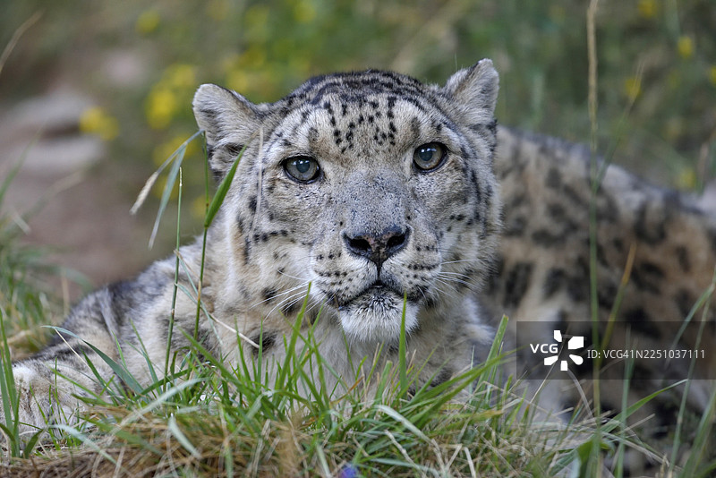 雪豹（豹属），动物肖像，圈养，吉尔吉斯斯坦阿纳涅沃附近图片素材