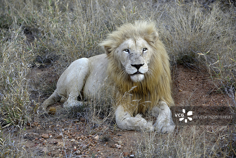 白狮 (Panthera leo)，雄性动物，南非霍伊斯普鲁特附近的 GWLPT 全球白狮保护信托基金 Tsau! 自然保护区图片素材
