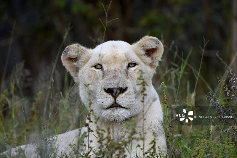 白狮（ Panthera leo），雌性动物，动物肖像，南非霍伊斯普鲁特附近，全球白狮保护信托基金（GWLPT）的Tsau！自然保护区图片素材
