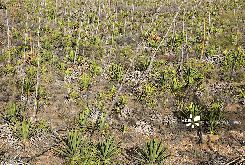 世纪龙舌兰（龙舌兰美洲种），卡沃德加塔-尼哈尔自然保护区，阿尔梅里亚省，安达卢西亚，西班牙图片素材