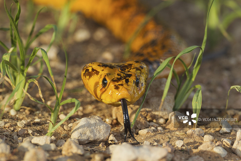 雨季时，科普角眼镜蛇（Naja nivea）在卡拉哈里沙漠的绿草丛中伸出舌头，该地位于南非喀拉哈迪跨界公园。图片素材