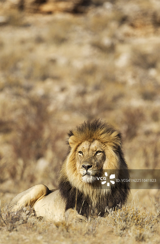 黑鬃狮（Panthera leo vernayi），雄性，在南非喀拉哈里沙漠的戈拉戈迪跨界公园休息图片素材