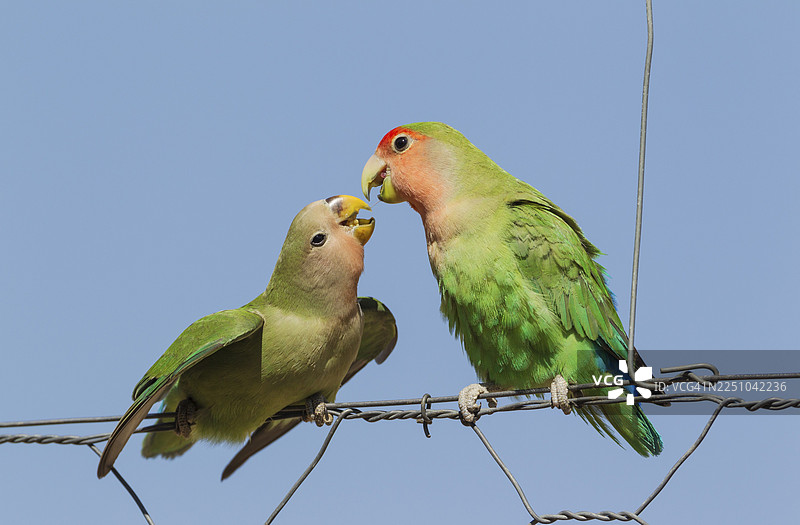 脸颊绯红的牡丹鹦鹉（Agapornis roseicollis），左边一只幼鸟正在从电线围栏上的成年鸟那里抢食物，位于纳米比亚东南部图片素材