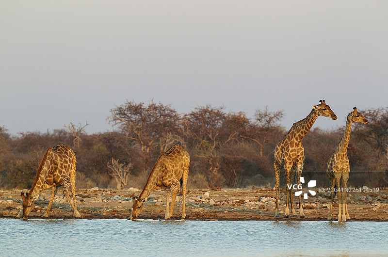 南非长颈鹿（Giraffa camelopardalis giraffa），左边为雄性，三只雌性在水洞边，傍晚的光线，埃托沙国家公园，纳米比亚图片素材
