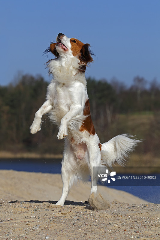 年轻的雄性库克尔犬（犬）跳跃图片素材