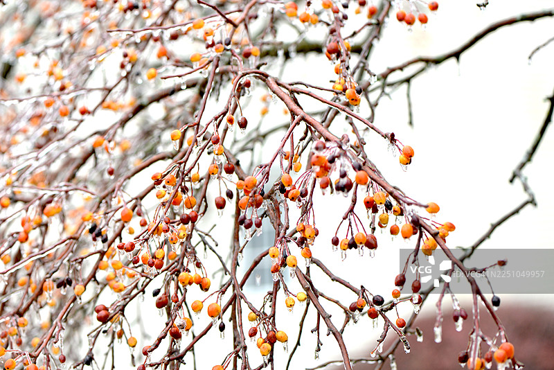 冰封的树枝图片素材