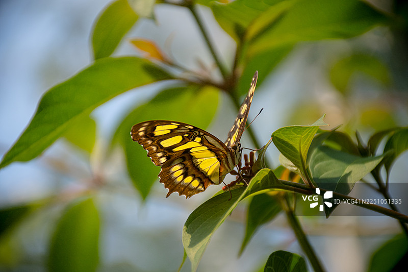在自然栖息地拍摄的蓝闪蝶图片素材