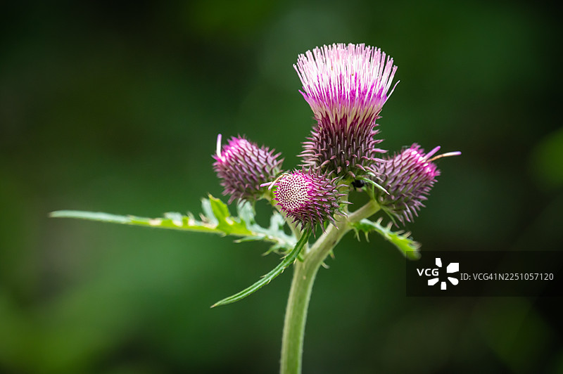 黑水蓟（Cirsium rivulare）在黑山普拉夫附近的巴尔干山脉小径上。图片素材