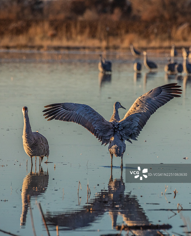 沙丘鹤图片素材