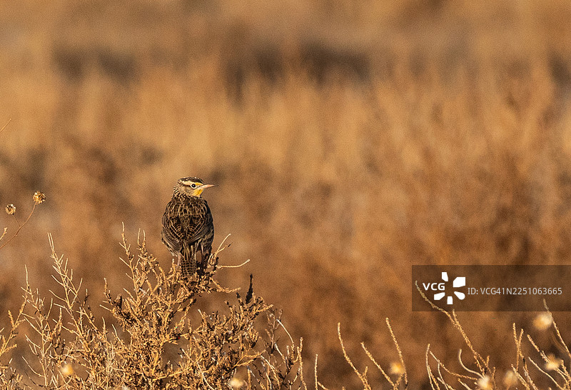 西方草原百灵图片素材