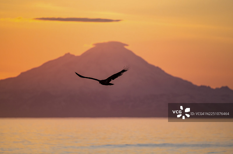 一只白头海雕（Haliaeetus leucocephalus）在日落时分飞过阿留申山脉的剪影，其中包含红山（Mount Redoubt）山峰，阿拉斯加州库克湾安克雷奇角安克雷奇河州立娱乐区的午夜太阳的如画般的金色光芒。图片素材