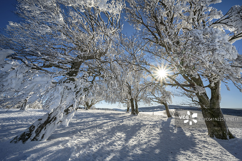 冬季氛围，雪覆盖的欧洲山毛榉树，防风林，奥伯里德，肖因斯兰，布赖斯高-霍恩施瓦尔茨瓦尔德，巴登-符腾堡州，德国图片素材