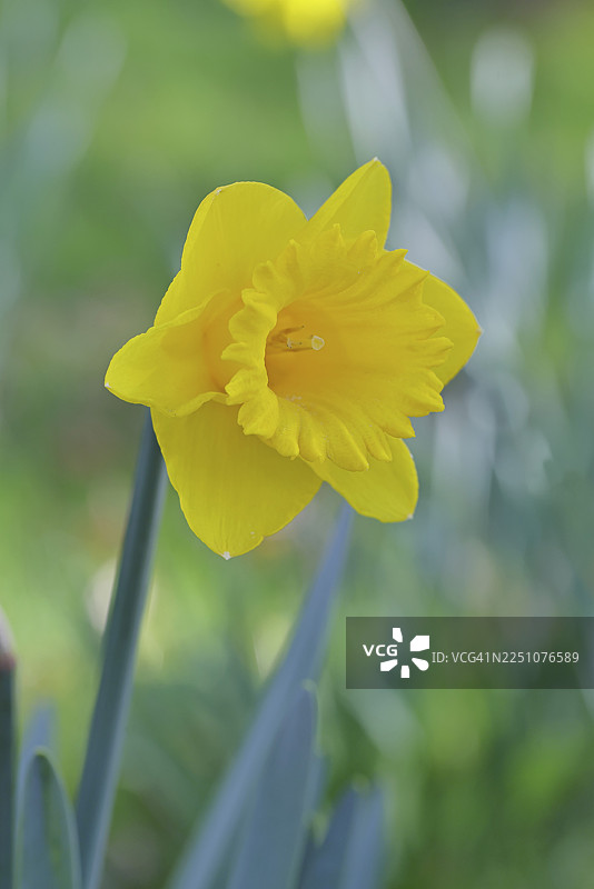 黄水仙(Narcissus),花园里的黄色花朵,特写,德国北莱茵-威斯特法伦州威尔恩斯多夫图片素材