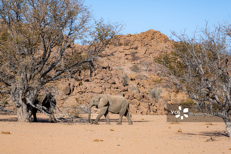 非洲象（Loxodonta africana），在贫瘠的沙漠景观中，位于纳米比亚埃龙戈达马拉兰乌加布河河床的沙漠象图片素材