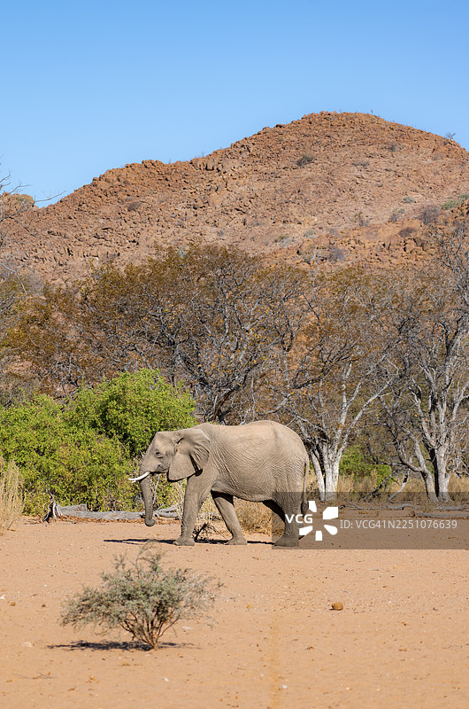 非洲象（Loxodonta africana），在荒凉沙漠景观中的沙漠象，乌加布河河床，埃龙戈地区达马拉兰，纳米比亚图片素材