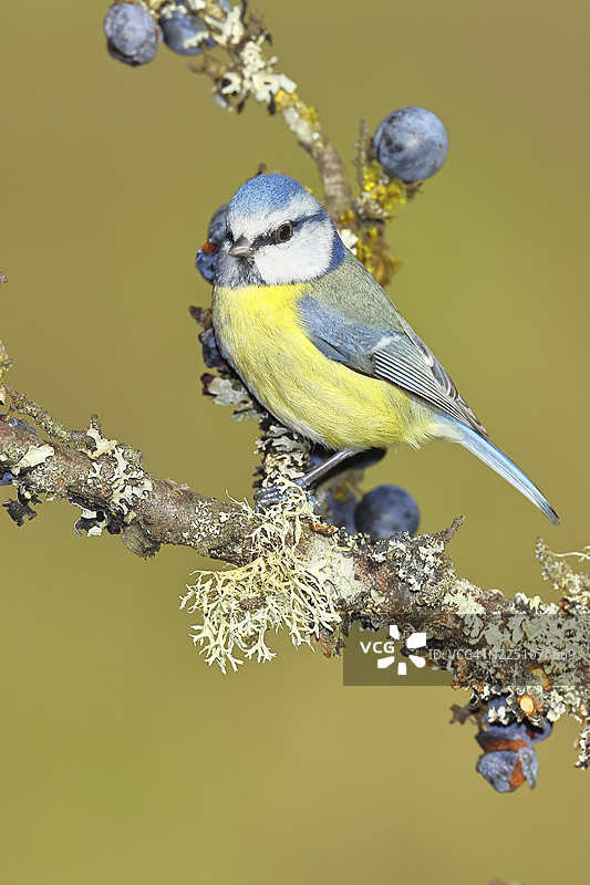 蓝冠山雀(Parus caeruleus),栖息在黑刺李(Prunus spinosa)树枝上,果实成熟,秋季,野生动物,动物,山雀科,鸣禽,鸟类,德国北莱茵-威斯特法伦州威尔恩斯多夫图片素材