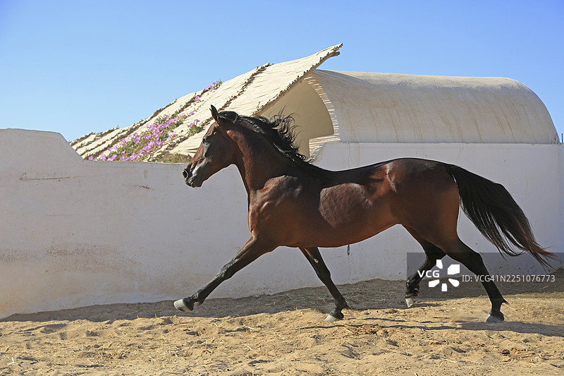 柏柏尔马，杰尔巴，突尼斯，柏柏尔图片素材