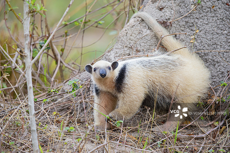 南美大食蚁兽（Tamandua tetradactyla）巴西潘塔纳尔湿地图片素材