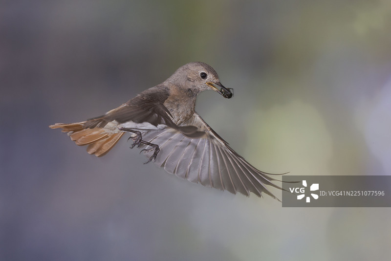 普通红start（Phoenicurus phoenicurus），雌鸟嘴里叼着食物接近巢穴，德国北莱茵-威斯特法伦州图片素材