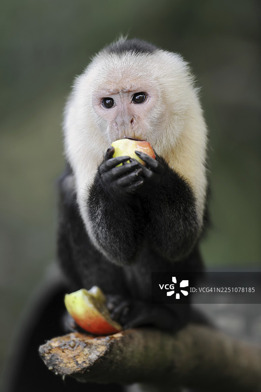 白肩卷尾猴或白头卷尾猴（Cebus capucinus），正在进食，圈养，分布于南美洲图片素材