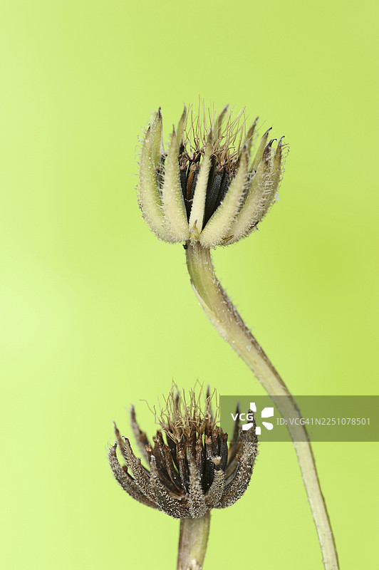 白垩纪菊苣（Hedypnois rhagadioloides, Hedypnois cretica），果实摊，卡马格，普罗旺斯，法国南部图片素材