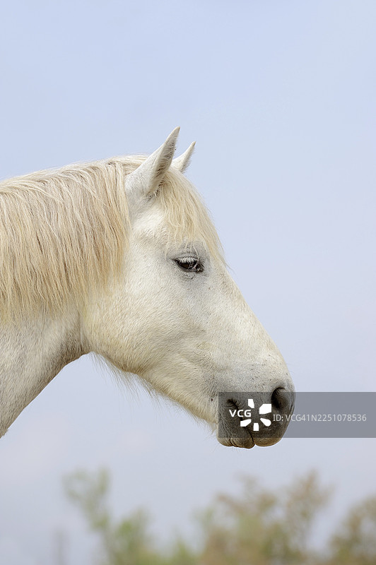 卡马格马，肖像，卡马格，普罗旺斯，法国南部图片素材