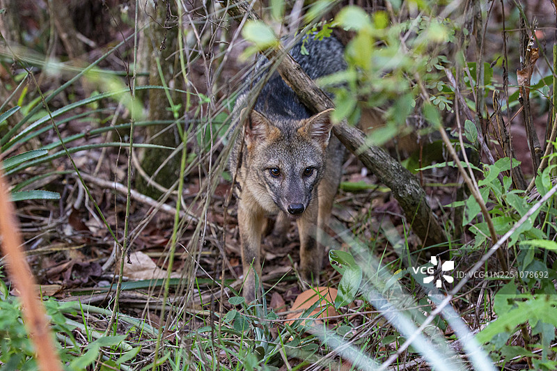 南美森林狐（Cerdocyon thous） 巴西潘塔纳尔湿地图片素材