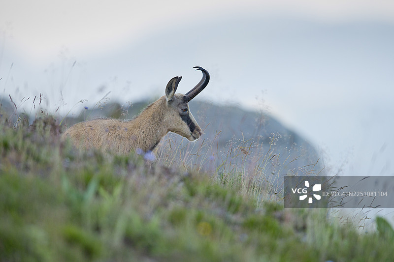 羱羊 (Rupicapra rupicapra)，法国，孚日山脉图片素材