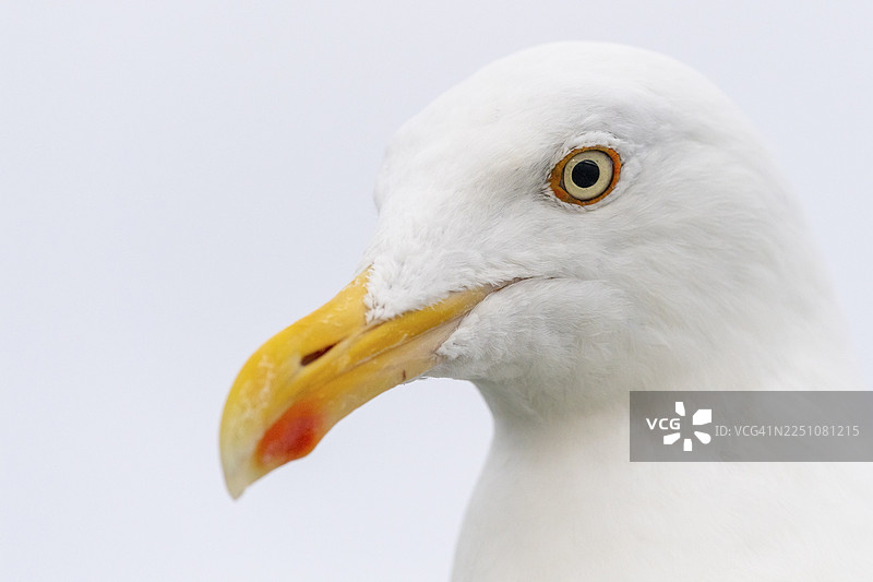 欧洲鲱鸥（Larus argentatus），肖像，飞行中，眼睛，喙，劳夫斯内斯，北特伦德拉格，挪威图片素材