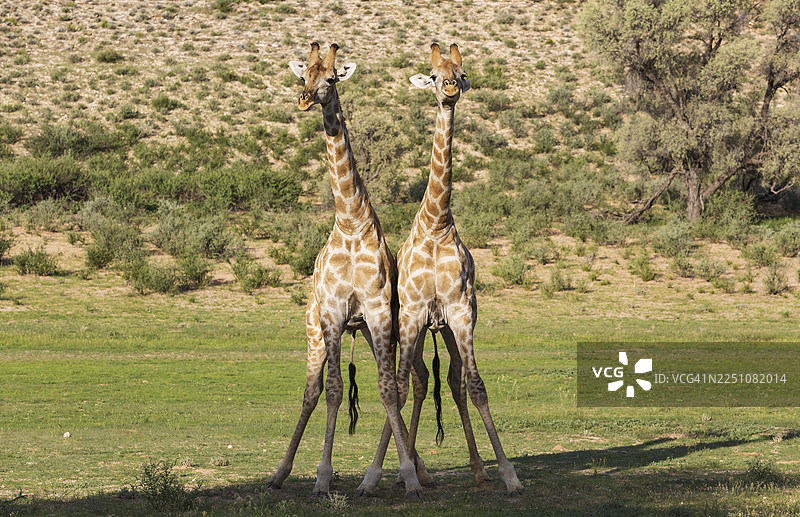 两只南方长颈鹿（Giraffa giraffa）雄性正在打斗，背景是雨季的绿色环境，位于南非卡拉哈里沙漠的喀拉哈里川界公园。图片素材