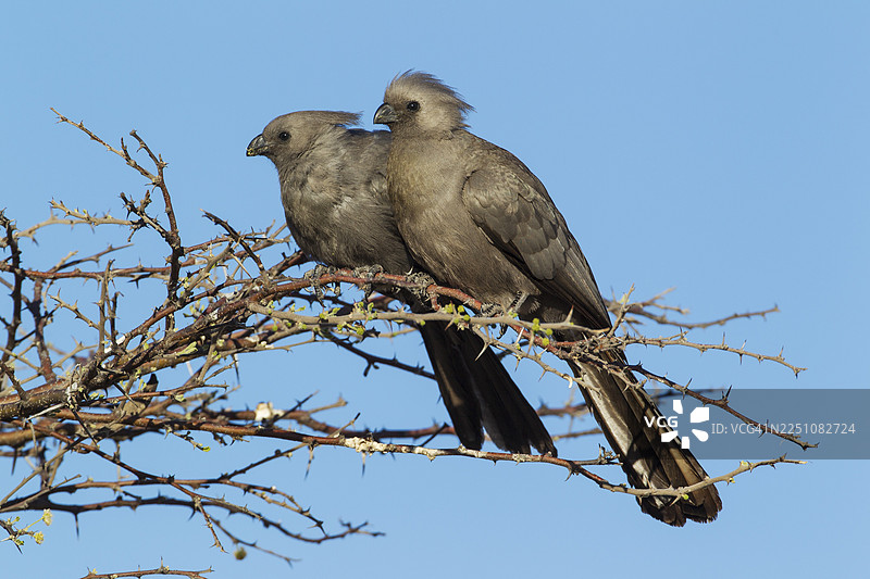 灰噪鹛（Corythaixoides concolor），一对，在博茨瓦纳莫雷米野生动物保护区奥卡万戈三角洲图片素材