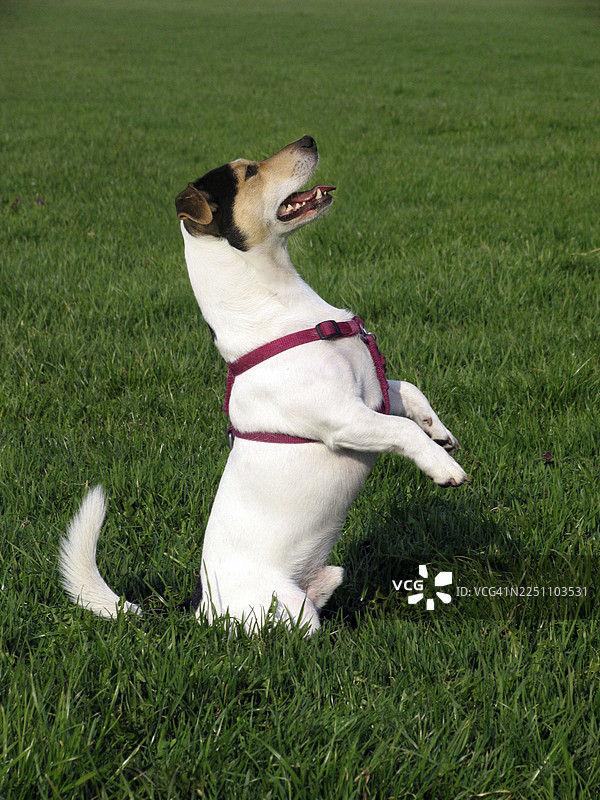 狗狗乞食图片素材