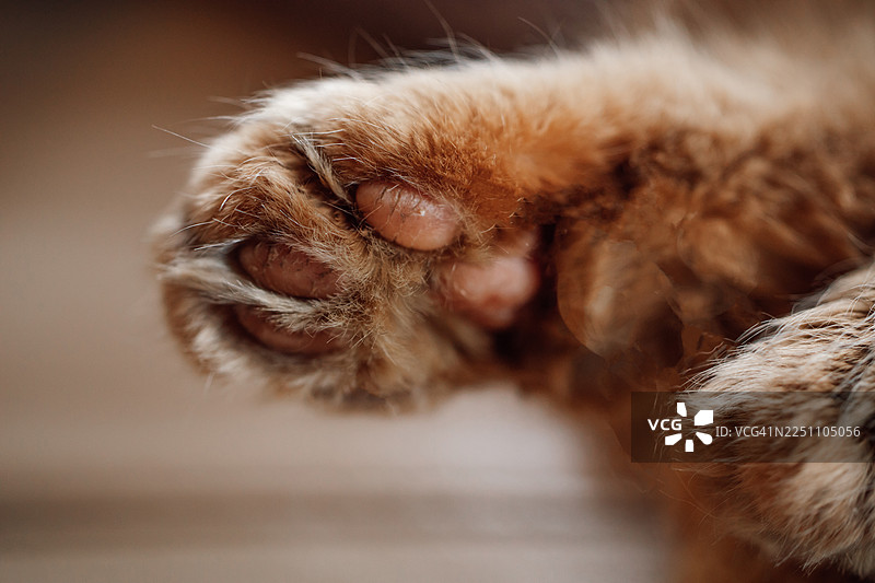 特写镜头下橙色毛茸茸的猫爪，拥有柔软的毛发和细小的肉垫图片素材