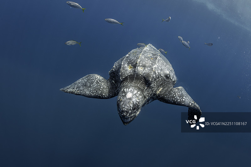 印尼基群岛海域的棱皮龟与鱼群图片素材