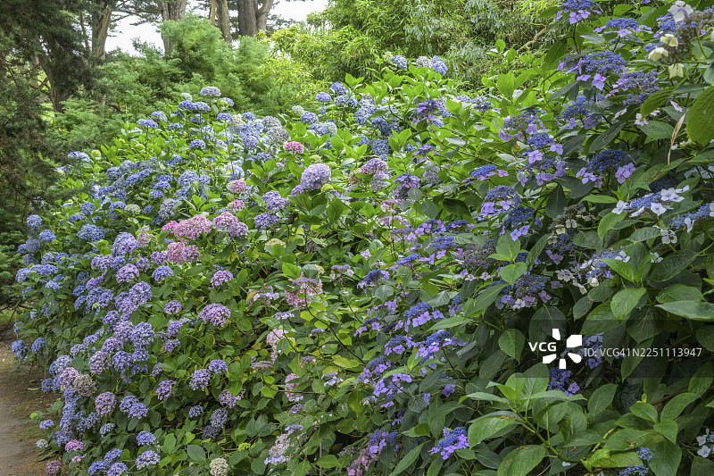 法国芒什省拉海格市镇博蒙拉海格沃维尔植物园盛开的绣球花图片素材