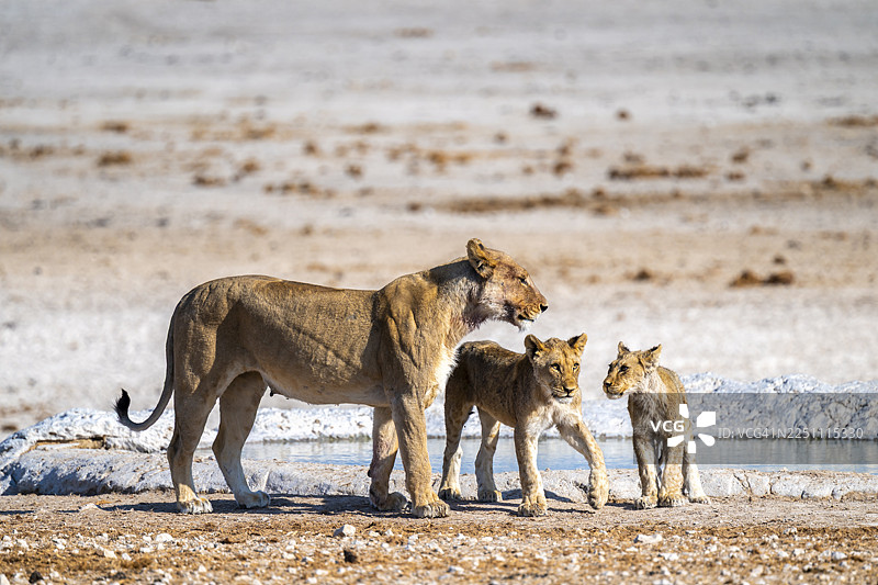 狮子（豹属），在埃托沙国家公园的内布罗尼水洞旁饮水，有幼狮在旁图片素材