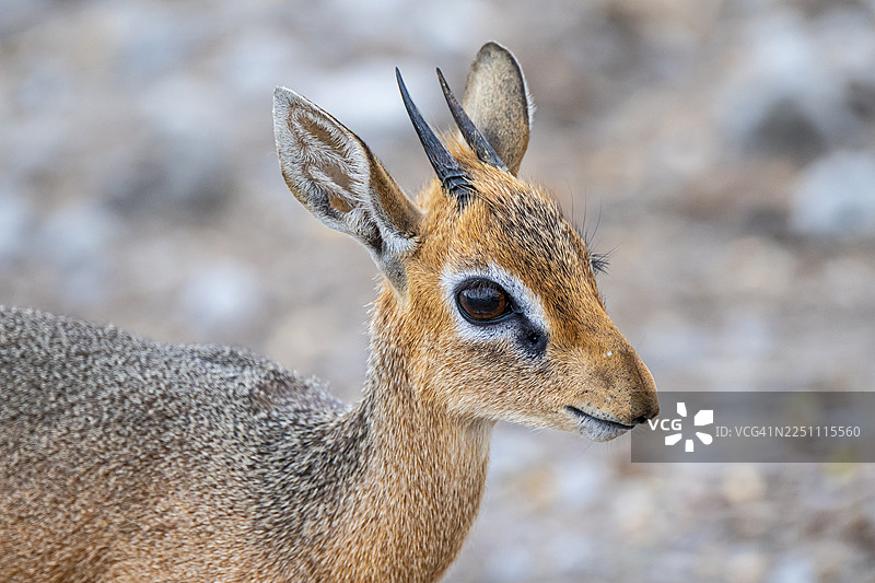 达马拉迪克迪克或柯克迪克迪克(Madoqua kirkii),成年动物在灌木丛中,埃托沙国家公园,纳米比亚图片素材