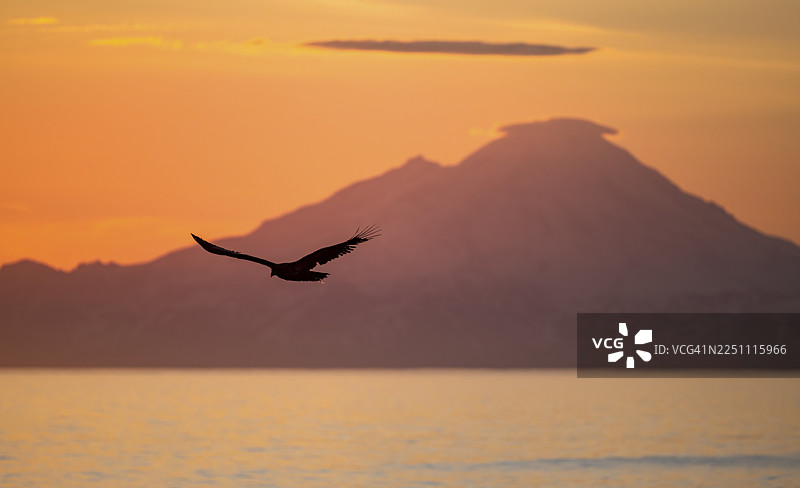 一只白头海雕（Haliaeetus leucocephalus）飞过阿留申山脉的剪影，其中包含里道特山（Mount Redoubt）的山峰，在日落时分，午夜太阳映照出风景如画的金色光芒，位于库克湾（Cook Inlet）、安克雷奇角（Anchor Point）、安克雷奇河州立休闲区（Anchor River State Recreation Area），阿拉斯加，美国。图片素材
